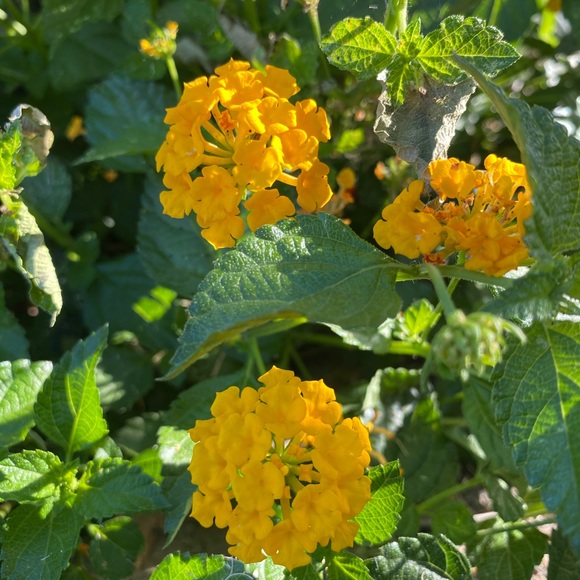 Sharing to support each other! 🌻🥰 - Picture 4 of 7